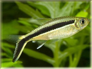 tetra tropical fish