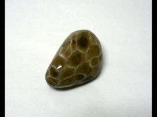 Polished Petoskey Stone Specimens - Large
