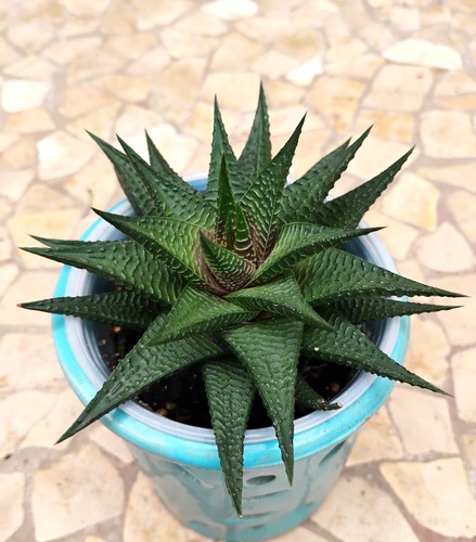 Haworthia limifolia Beautiful Succulent Plant