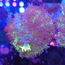 Mystic Carpet Bounce Mushroom Double (Video in pics)