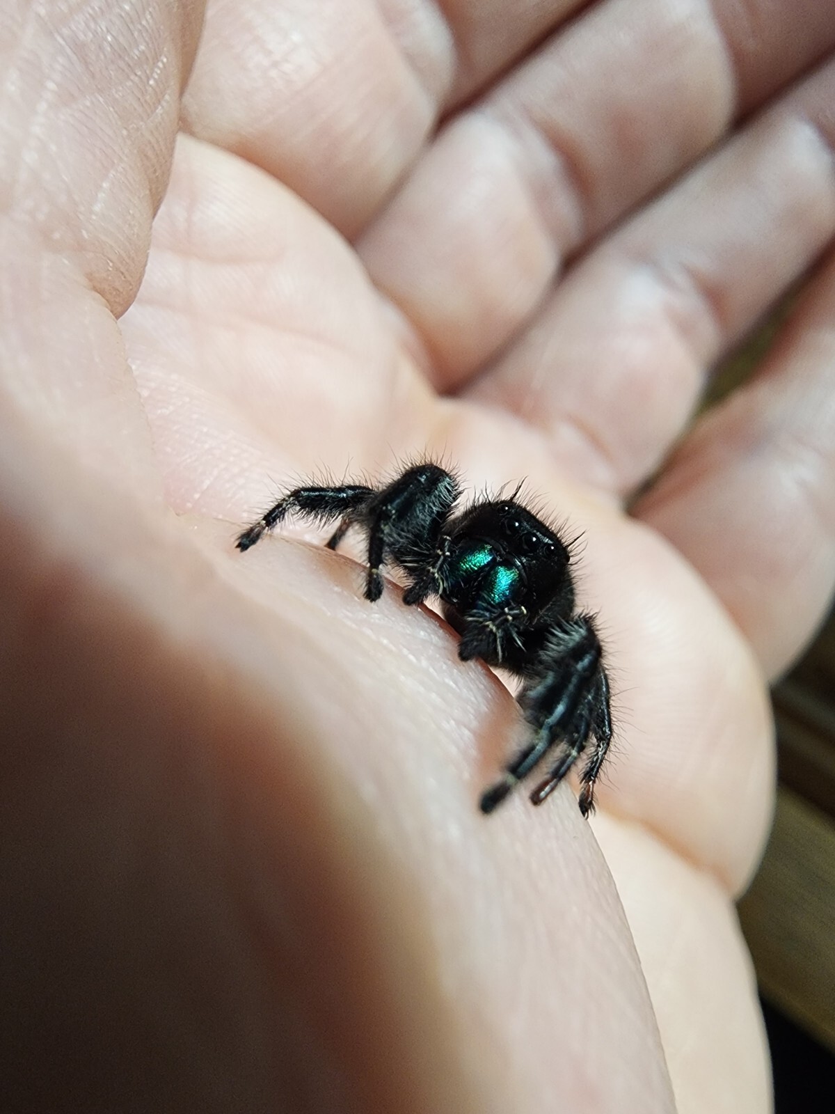 Bold Jumping Spider Egg Sac (Phidippus audax) Feeder Food eBay