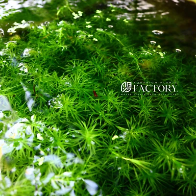 Guppy Grass | Aquarium Plants Factory®