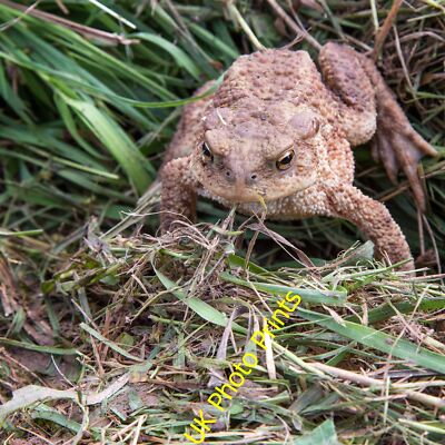 Photo 12x8 Common Toad Hallwood Green The Common Toad (Bufo bufo) at the e c2015