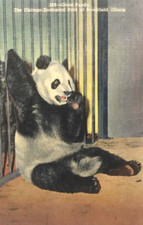 Vtg Postcard Giant Panda Chicago Zoological Park Zoo Linen Brookfield IL