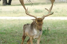 Fallow Deer Taxidermy Reference Photo Cd