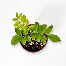 Murraya koenigii Curry Leaf Plant Live Indian Curry Tree Herb