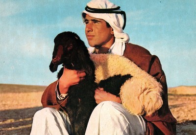 CONTINENTAL SIZE POSTCARD A SHEPHARD BOY WITH ONE OF HIS FLOCK
