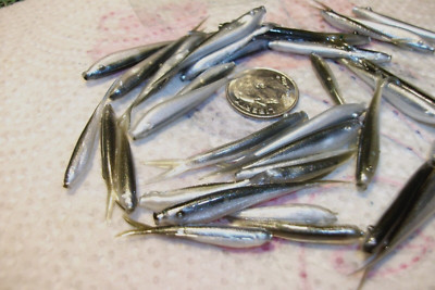 100-1 1/2''-1 1/8''-MIX-MINNOWS-CRAPPIE-PANFISH-JIG-GRUBS-FLUKES-SPLIT TAIL-scent