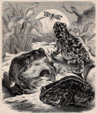 COMMON TOADS - European Amphibians with Moth 1900 Antique Wood Engraving