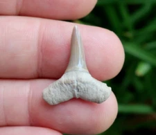 0.93" Lemon Shark Fossil Tooth Bone Valley Florida