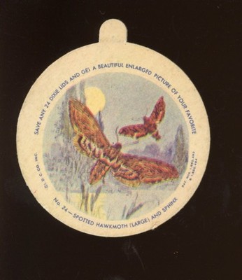 1932 F2 Dixie Lids Nature Series #24 Spotted Hawkmoth & Sphinx VG