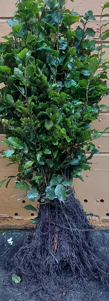 Rotbuche Fagus sylvatica 150-200cm 1Stk Hecke Heckenpflanzen Wurzelware - Bild 2 von 3