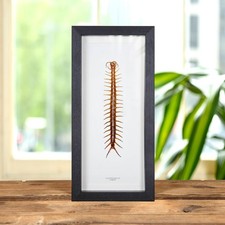 Taxidermy Centipede Frame (Scolopendra sp)