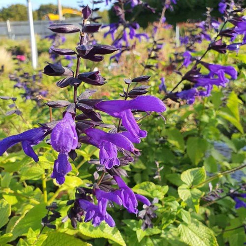 Salvia guaranitica ‘Amino’ Blue Flower Well Drained and Hardy Summer Colour - Picture 5 of 7