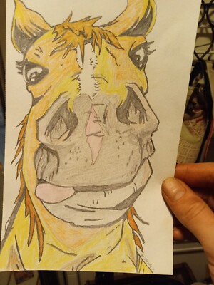  Horse Face  Drawing 