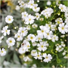 3 - Baby's Breath Seeds For Planting Gyposophila elegans 2000 Seeds Per Packet