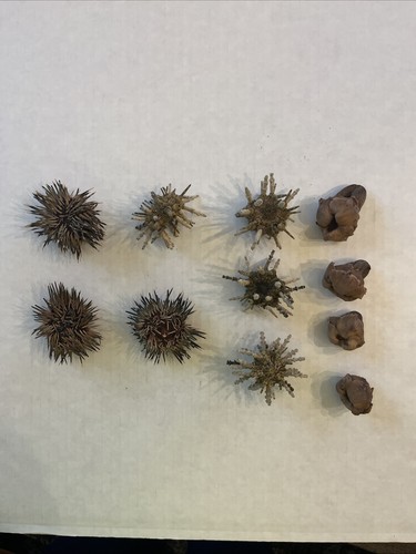Lot Of 11 Natural Sea Urchin Coral Shells Marine Specimens Ocean Coastal Decor