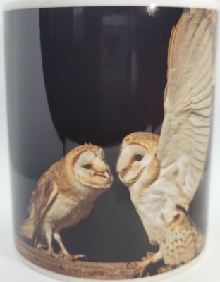 Schleiereulen BECHER Tyto Alba Britische Wildtiere Greifvögel Strigidae Landschaft  