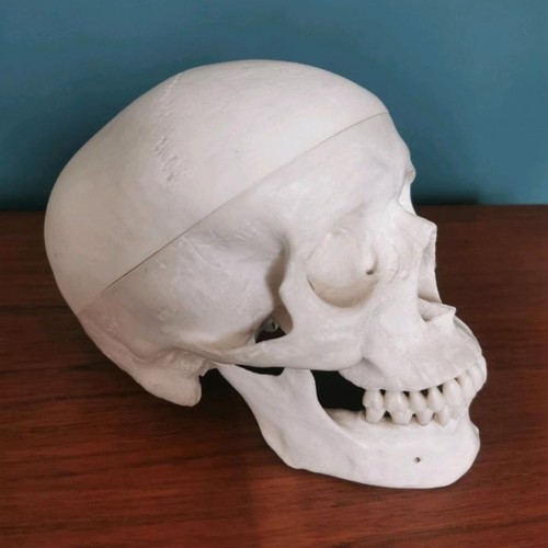 Anatomisches Schädel Modell Von Novartis, Dreiteilig - Bild 4 von 12