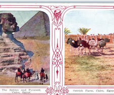 Cairo Egypt Sphinx Pyramid Ostrich Farm Vintage Postcard