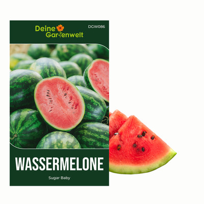 Wassermelonen Sugar Baby Samen - Citrullus lanatus - Wassermelonensamen