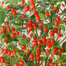 25+ Pimenta Biquinho Sweet Pepper Seeds for Garden - USA - FREE SHIPPING!