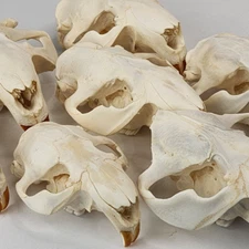 Real Beaver Skull Top - Discount Grade Generic - Castor Canadensis - USA