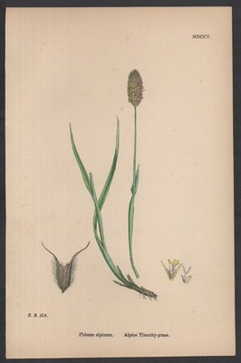 ALPINE TIMOTHY-GRASS 1872 John Edward Sowerby PFLANZENDRUCK