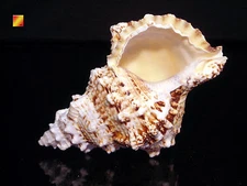 Pacific Lampas Shell Seashell 5"+  Beach Cottage Decor (Frog Bursa) Nautical