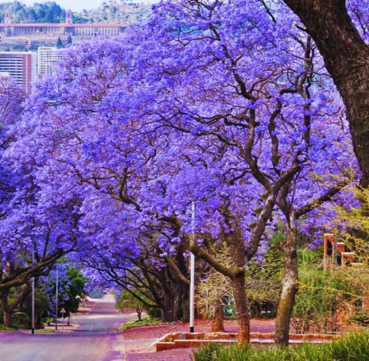5 Live Jacaranda Mimosifolia Trees – 5