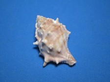 Bursa spinosa Lamarck,1816 "NICE SPINES!"  (51.2mm)