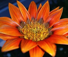 GAZANIA KISS BRONZE Gazania Rigens - 100 Bulk Seeds