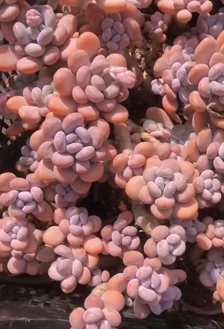 Pachyphytum orange snowball mature mother plant 7+ years old, displa in 14cm pot
Opens in a new wind