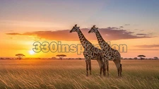 Digital Image Picture Photo Wallpaper Background Desktop Giraffe Sunset #A103
