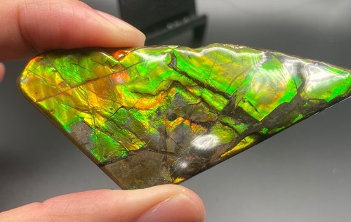 7.5 cm Fossil Ammolite with various colors - ammonite, Alberta, Canada . - Picture 5 of 7