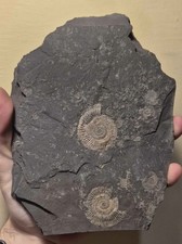 Ammoniti Fossili - Dactylioceras commune Giurassico Inferiore Holzmaden Germania