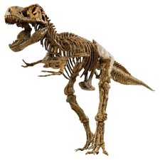 Edu-Toys Dinosaur Craft Kit 51 Pieces Tyrannosaurus Vt026 