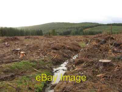 Foto 6x4 Fällgebiet Langshaw Brand Kürzliche Fällungen ermöglichten mir den Einstieg in c2006