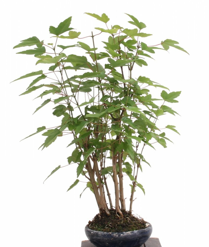 Bonsai Acer buergerianum, Dreispitzahorn, Wald 204/09 4251130550927 eBay