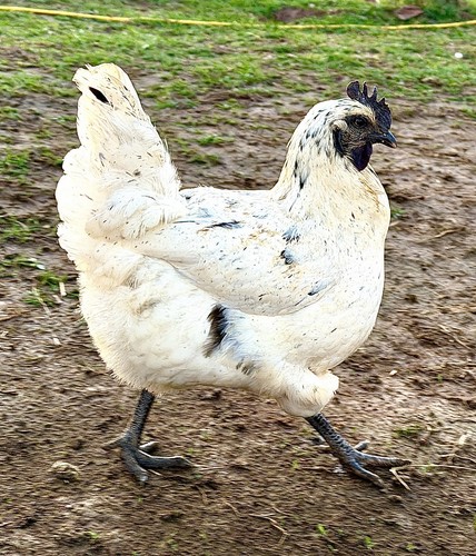 12 Zombie Chicken Hatching