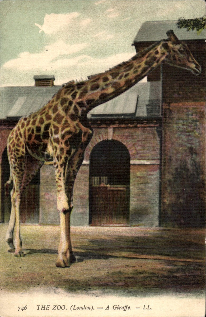 London Zoo. A Giraffe # 746 by LL / Levy. Coloured. | eBay UK