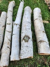 Tronco di betulla bianco - bordo vivo