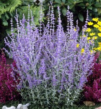 Perovskia 'Blue Spire' / Russian Sage In 2L Pot, Violet-Blue