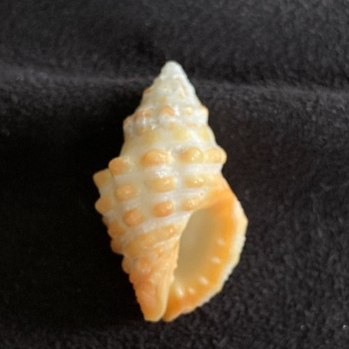 MURICIDAE Drupella rugosa SUBFOSSIL 26.6mm N. Bohol, Philippines 2006