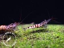 Snow Zebra Sulawesi Shrimp Caridina sp - Bred by Aquatic Arts