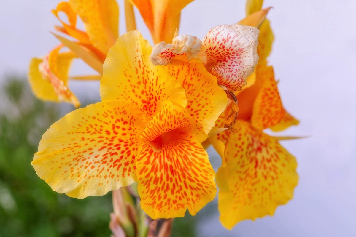 5 YELLOW CANNA LILY Indian Shot Canna Indica Flower Seeds *Flat S