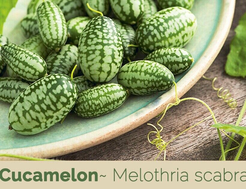 10 graines Cucamelon (Melothria scabra)