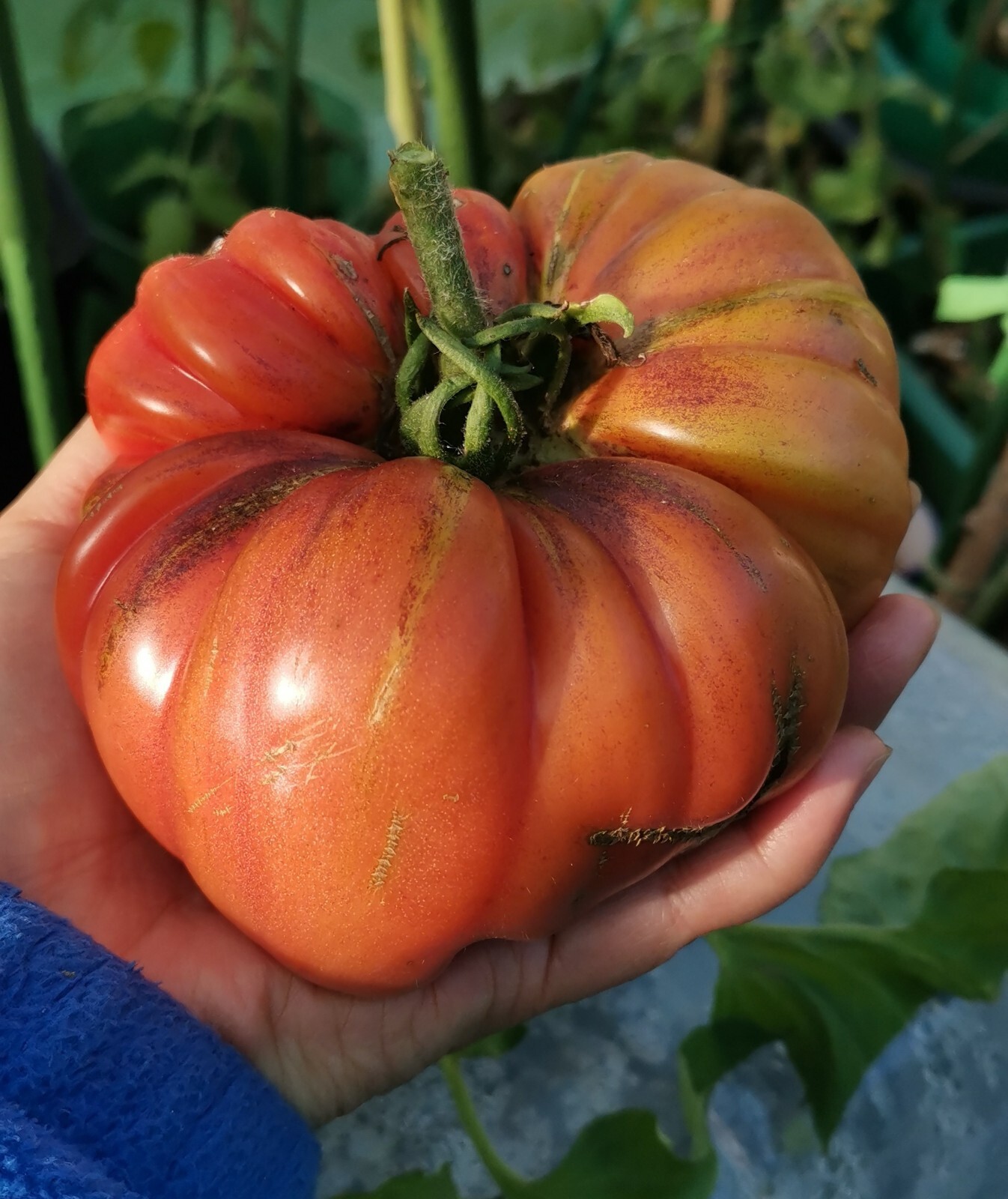 20 indigoblaue Schönheit Tomatenerbstück