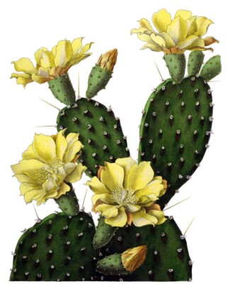 Yellow and Green Antique Botanical Cactus Flower Print, Size 8x10", Wall  Art | eBay