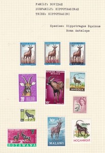 WILDLIFE( Antelope )  ^^^^^x11   Antelopes  Hinged  @ rum 769wo89.